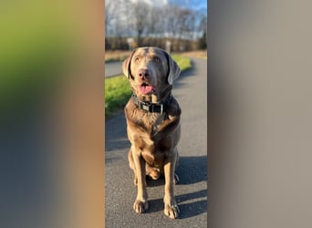 Balu sucht ein neues Zuhause