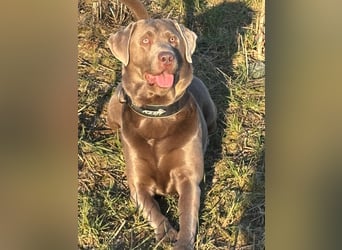 Balu sucht ein neues Zuhause