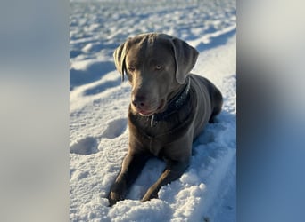 Balu sucht ein neues Zuhause