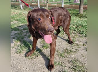 Brownie - Blind - sucht sein Körbchen