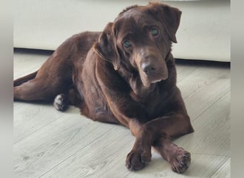 Brownie - Blind - sucht sein Körbchen