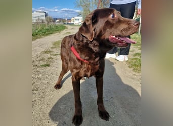Brownie - Blind - sucht sein Körbchen