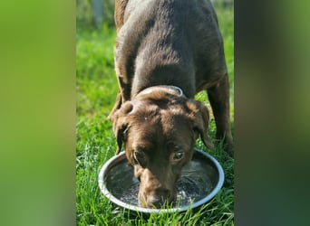 Brownie - Blind - sucht sein Körbchen