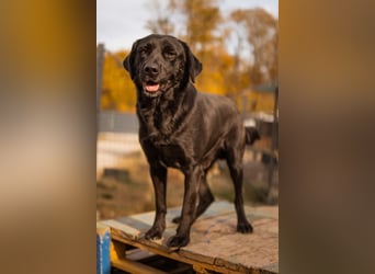 Labbi ARCHIE❤️bereits auf seiner PS in 66583 Spiesen-Elversberg