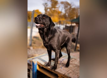 Labbi ARCHIE❤️bereits auf seiner PS in 66583 Spiesen-Elversberg