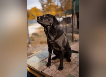 Labbi ARCHIE❤️bereits auf seiner PS in 66583 Spiesen-Elversberg