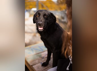 Labbi ARCHIE❤️bereits auf seiner PS in 66583 Spiesen-Elversberg