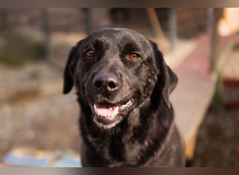 Labbi ARCHIE❤️bereits auf seiner PS in 66583 Spiesen-Elversberg
