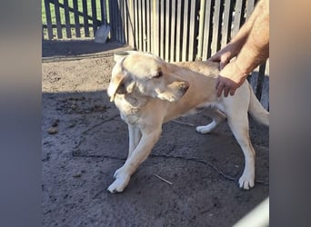 Paco