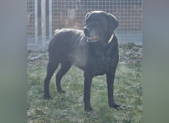 Kira, Labardorhündin, geb. 2014, ein absoluter Goldschatz