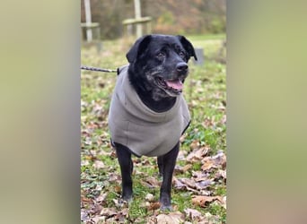 Maja - lieb,anhänglich&verschmust