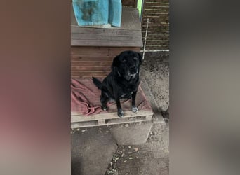 Maja - lieb,anhänglich&verschmust