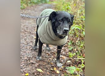 Maja - lieb,anhänglich&verschmust