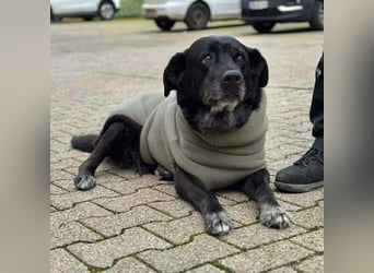 Maja - lieb,anhänglich&verschmust