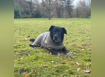 Maja - lieb,anhänglich&verschmust