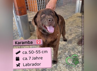 Karamba