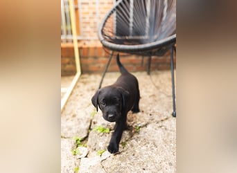 Liebevoll aufgezogene Labrador-Welpen aus verantwortungsvoller Zucht