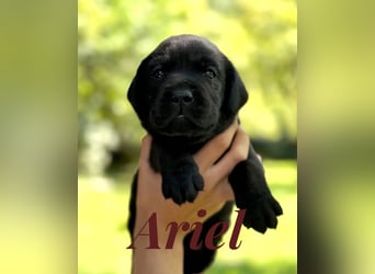 Liebevoll aufgezogene Labrador-Welpen aus verantwortungsvoller Zucht
