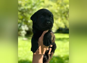 Liebevoll aufgezogene Labrador-Welpen aus verantwortungsvoller Zucht