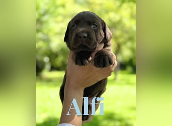 Liebevoll aufgezogene Labrador-Welpen aus verantwortungsvoller Zucht