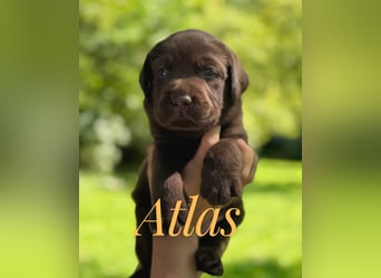 Liebevoll aufgezogene Labrador-Welpen aus verantwortungsvoller Zucht