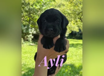 Liebevoll aufgezogene Labrador-Welpen aus verantwortungsvoller Zucht