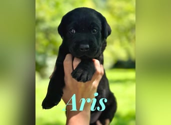 Liebevoll aufgezogene Labrador-Welpen aus verantwortungsvoller Zucht