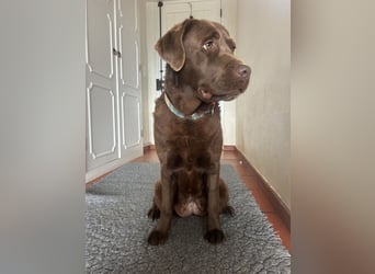 Aufgeschlossene Fenny wartet in Portugal auf unserem Tierschutzhof