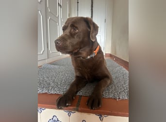 Aufgeschlossene Fenny wartet in Portugal auf unserem Tierschutzhof