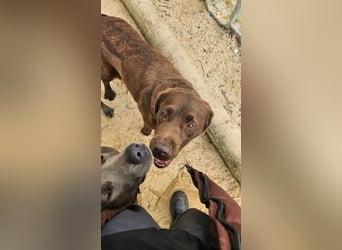 Aufgeschlossene Fenny wartet in Portugal auf unserem Tierschutzhof