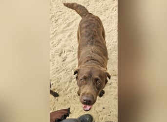 Aufgeschlossene Fenny wartet in Portugal auf unserem Tierschutzhof