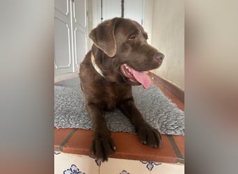 Aufgeschlossene Fenny wartet in Portugal auf unserem Tierschutzhof