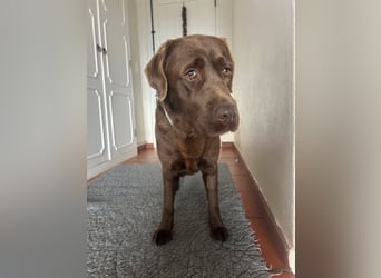 Aufgeschlossene Fenny wartet in Portugal auf unserem Tierschutzhof