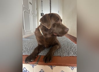 Aufgeschlossene Fenny wartet in Portugal auf unserem Tierschutzhof