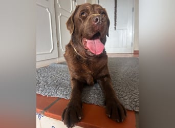 Aufgeschlossene Fenny wartet in Portugal auf unserem Tierschutzhof