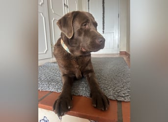 Aufgeschlossene Fenny wartet in Portugal auf unserem Tierschutzhof