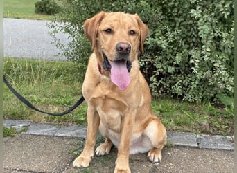 Mr Sam - sucht Menschen mit Hundeverstand - Tierhilfe Franken e.V.