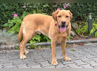 Mr Sam - sucht Menschen mit Hundeverstand - Tierhilfe Franken e.V.