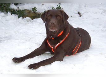 Sir Tony Brown - gutmütiger, verschmuster Begleiter - Tierhilfe Franken e.V.