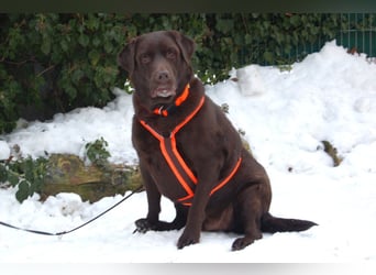 Sir Tony Brown - gutmütiger, verschmuster Begleiter - Tierhilfe Franken e.V.