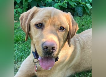 Mr Sam - sucht Menschen mit Hundeverstand - Tierhilfe Franken e.V.