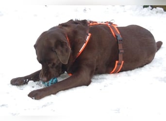 Sir Tony Brown - gutmütiger, verschmuster Begleiter - Tierhilfe Franken e.V.