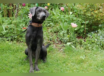 La Pauli - verspielter, neugieriger junger Familienhund - Tierhilfe Franken e.V.