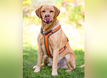 Mr Sam - sucht Menschen mit Hundeverstand - Tierhilfe Franken e.V.