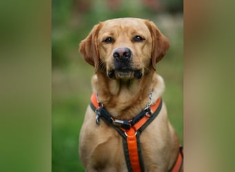 Mr Sam - sucht Menschen mit Hundeverstand - Tierhilfe Franken e.V.