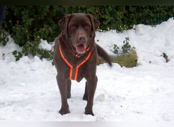 Sir Tony Brown - gutmütiger, verschmuster Begleiter - Tierhilfe Franken e.V.