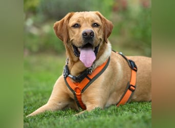 Mr Sam - sucht Menschen mit Hundeverstand - Tierhilfe Franken e.V.