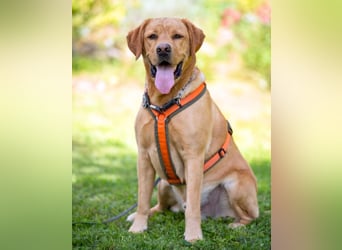 Mr Sam - sucht Menschen mit Hundeverstand - Tierhilfe Franken e.V.