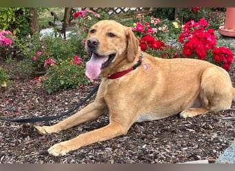 Mr Sam - sucht Menschen mit Hundeverstand - Tierhilfe Franken e.V.
