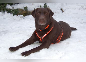 Sir Tony Brown - gutmütiger, verschmuster Begleiter - Tierhilfe Franken e.V.